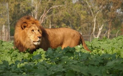 איך לעשות תשאול מדויק כמו הרופאים הטובים בסין